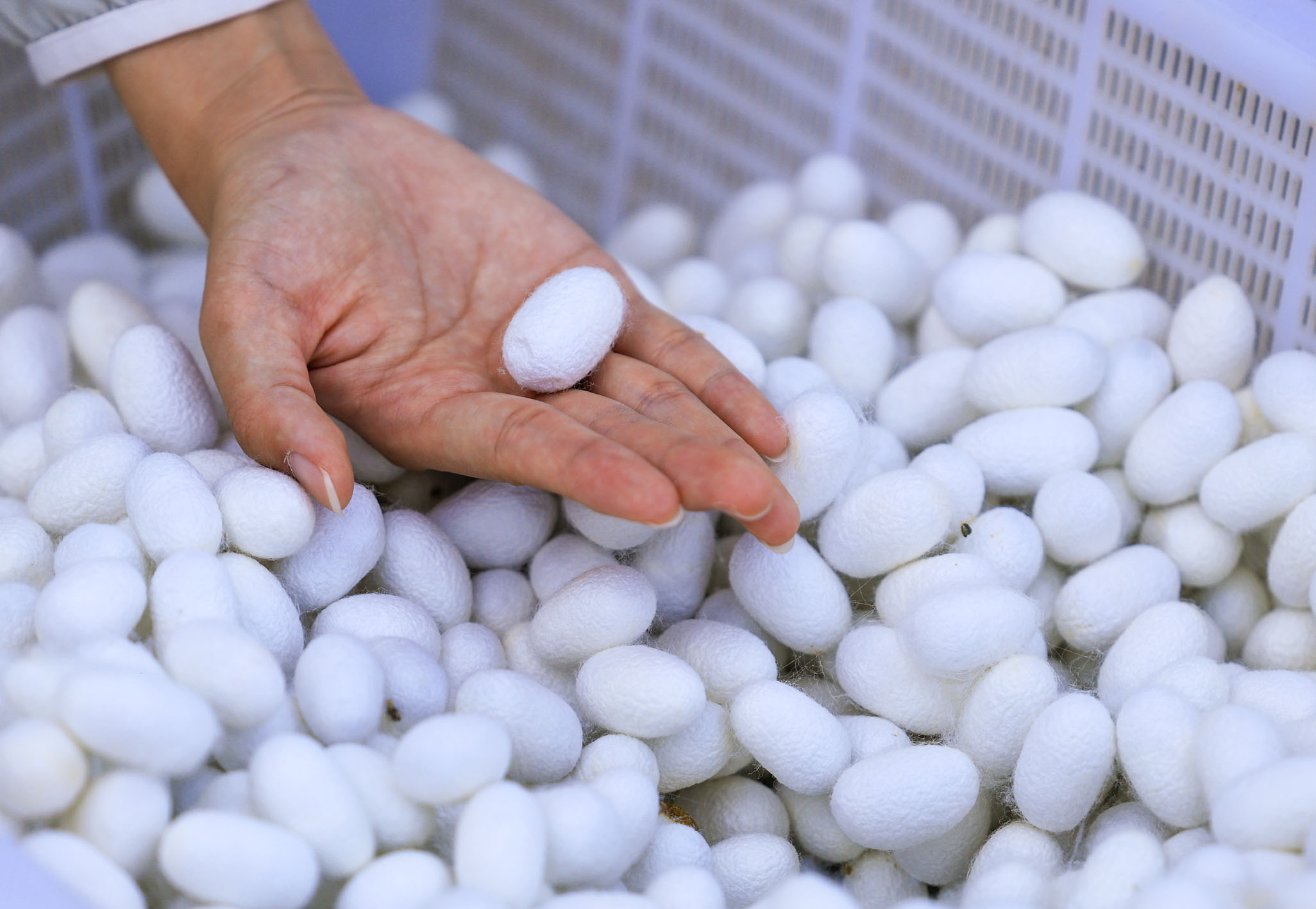 十大网赌app-数字化转型赋能茧丝绸产业“蜕变”